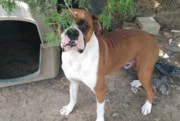 Boxer Male