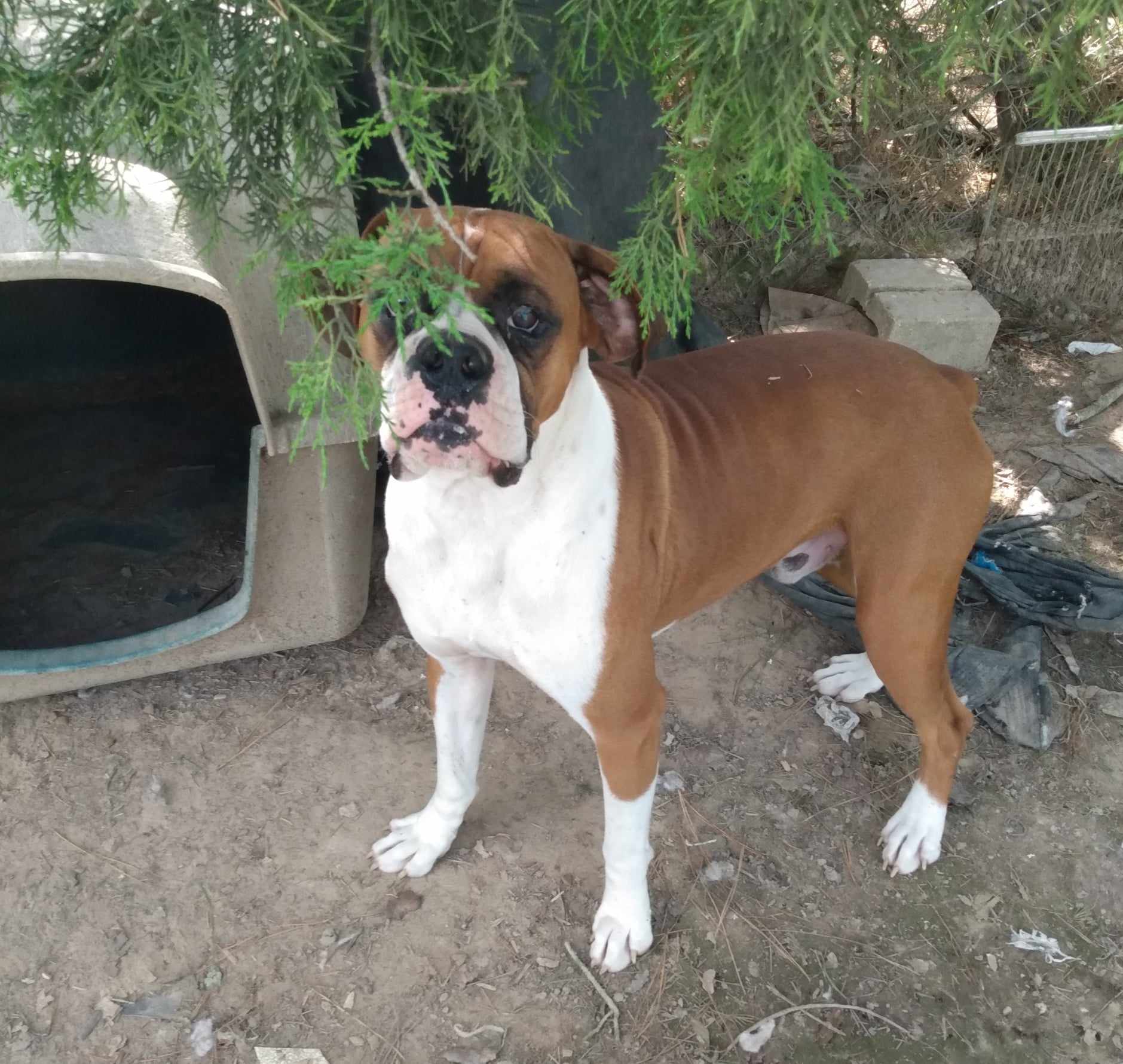 Boxer Male