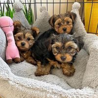 Teacup Yorkie puppies for sale 12 weeks old male and female