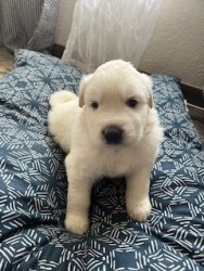 Great Pyrenees puppies