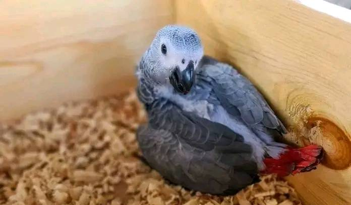 Home Raised African Grey Parrots: Feathered Pet Emporium