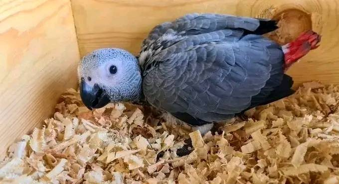 Home Raised African Grey Parrots: Feathered Pet Emporium