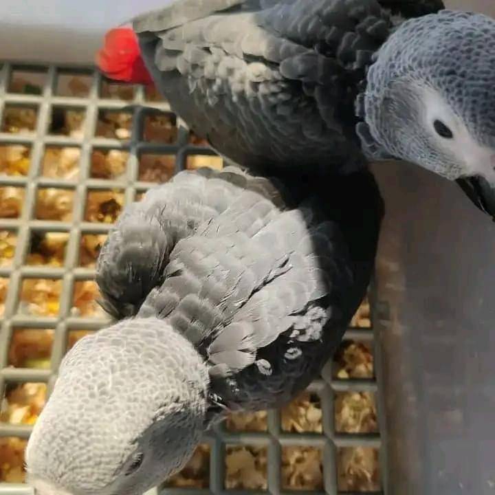 Home Raised African Grey Parrots: Feathered Pet Emporium
