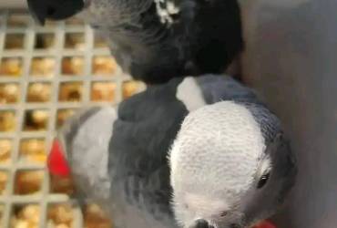 Home Raised African Grey Parrots: Feathered Pet Emporium