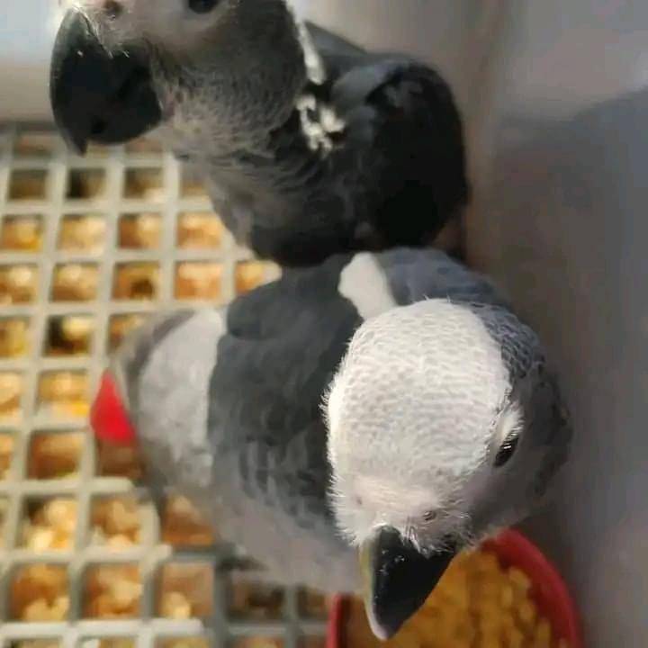 Home Raised African Grey Parrots: Feathered Pet Emporium