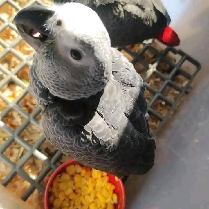 Home Raised African Grey Parrots: Feathered Pet Emporium