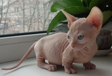 Sphynx kittens