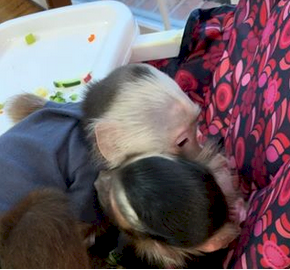 Come pickup a young a baby capuchin monkey for sale locally