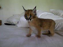 Cute caracal for sale pickup in person
