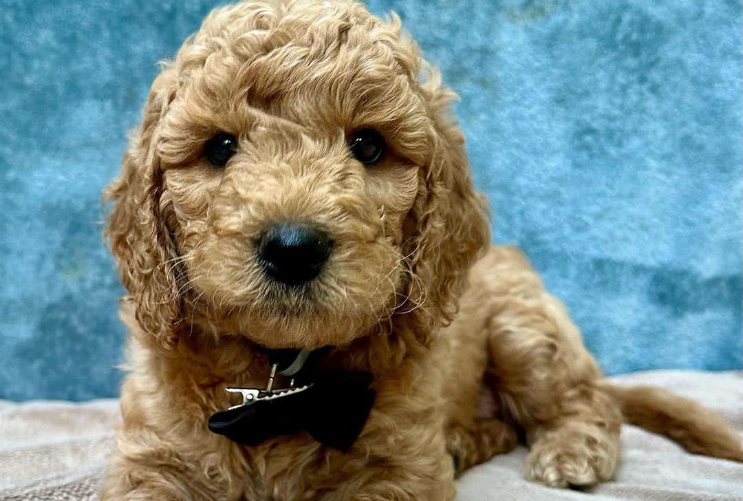 ❤️ GOLDENDOODLE PUPS Ready❤️