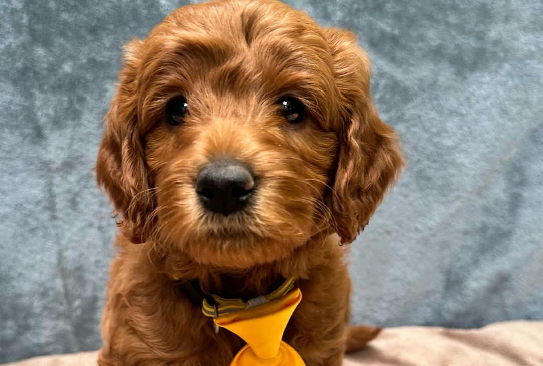 ❤️ GOLDENDOODLE PUPS Ready❤️