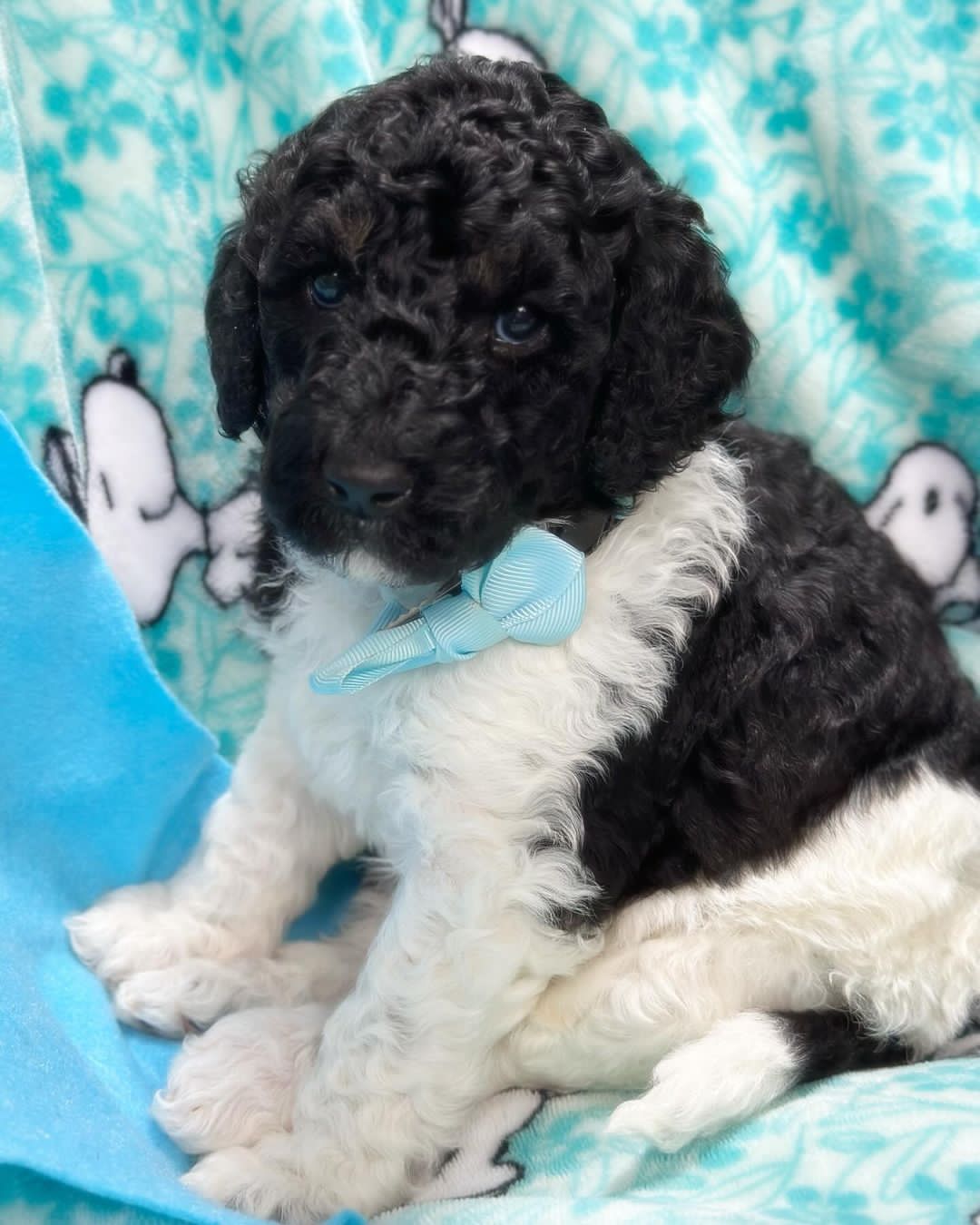 ❤️ GOLDENDOODLE PUPS Ready❤️