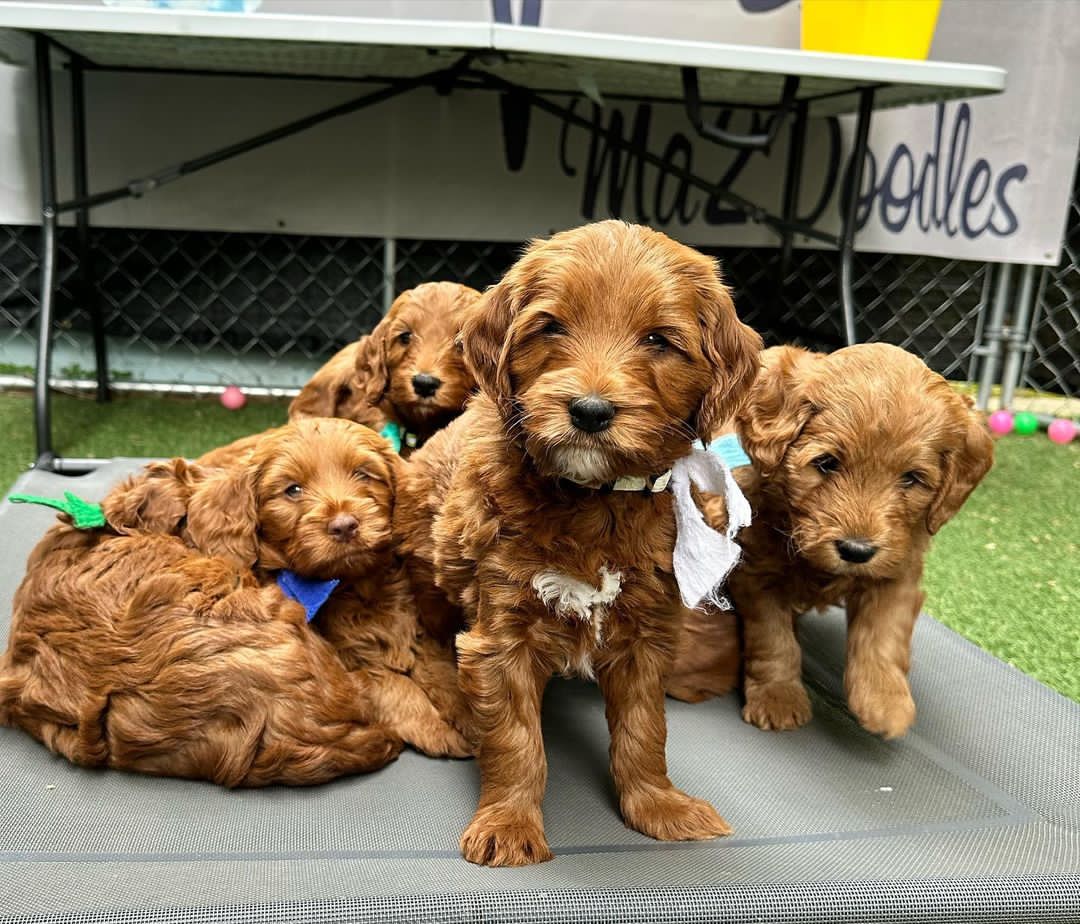 ❤️❤️Outstanding** GOLDENDOODLE PUPPIES Ready❤️