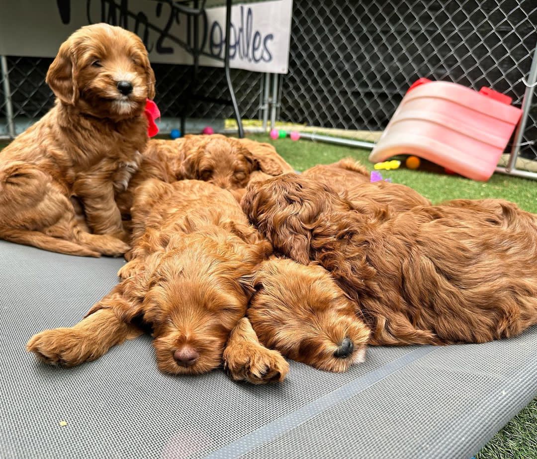 ❤️❤️Outstanding** GOLDENDOODLE PUPPIES Ready❤️