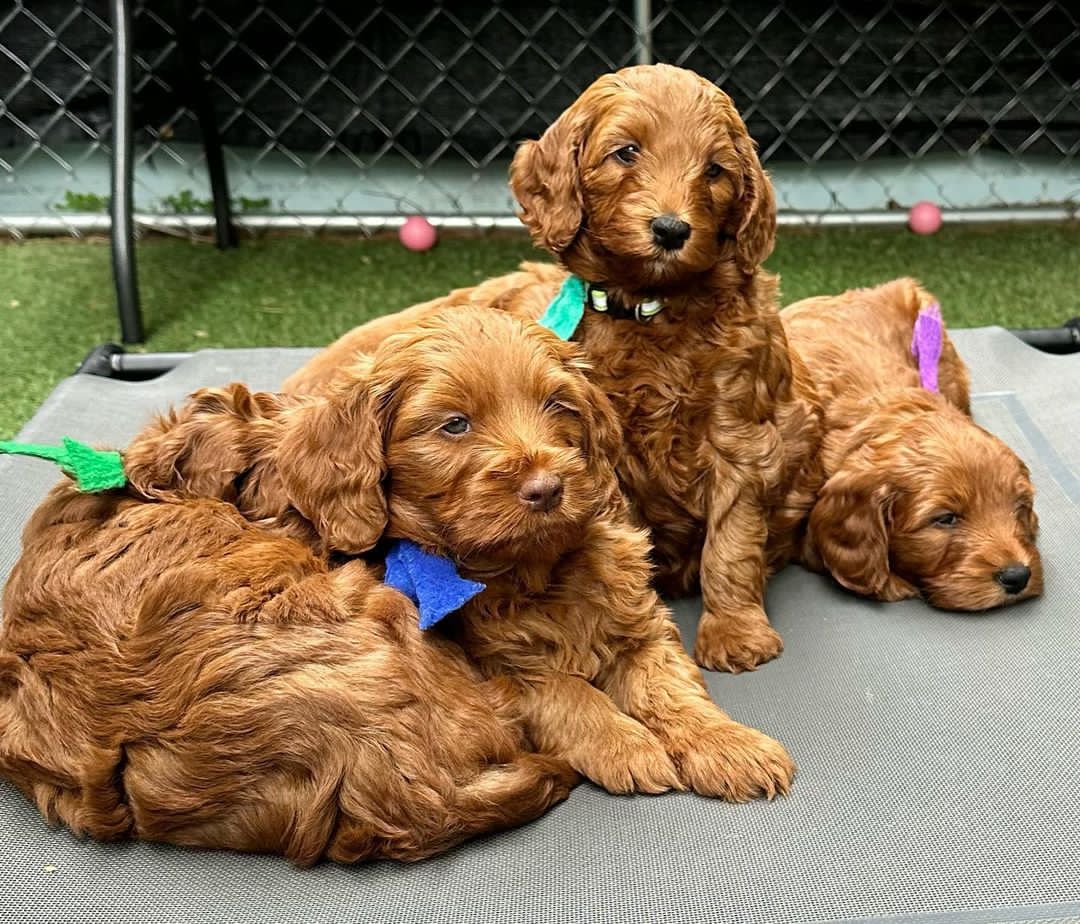 ❤️❤️Outstanding** GOLDENDOODLE PUPPIES Ready❤️