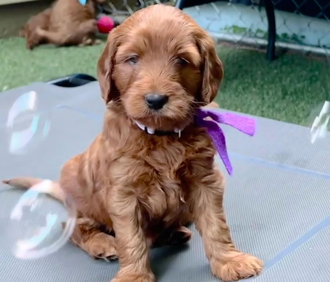 ❤️❤️Outstanding** GOLDENDOODLE PUPPIES Ready❤️
