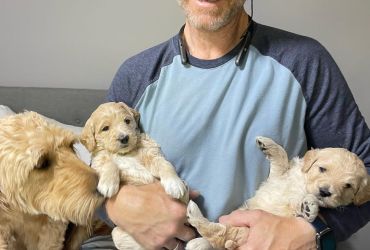 ❤️ GOLDENDOODLE PUPS Ready❤️