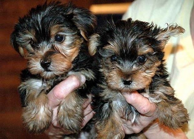 Yorkie Puppies for Giveaway