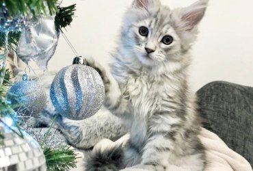 XX Beautiful Maine Coon Kittens ZZ