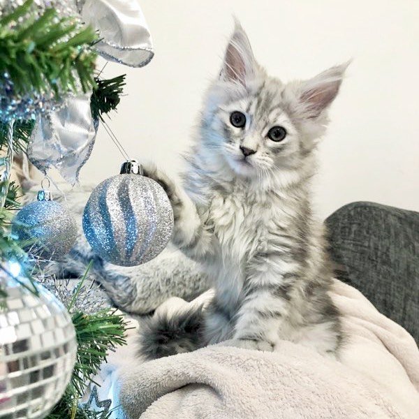 XX Beautiful Maine Coon Kittens ZZ