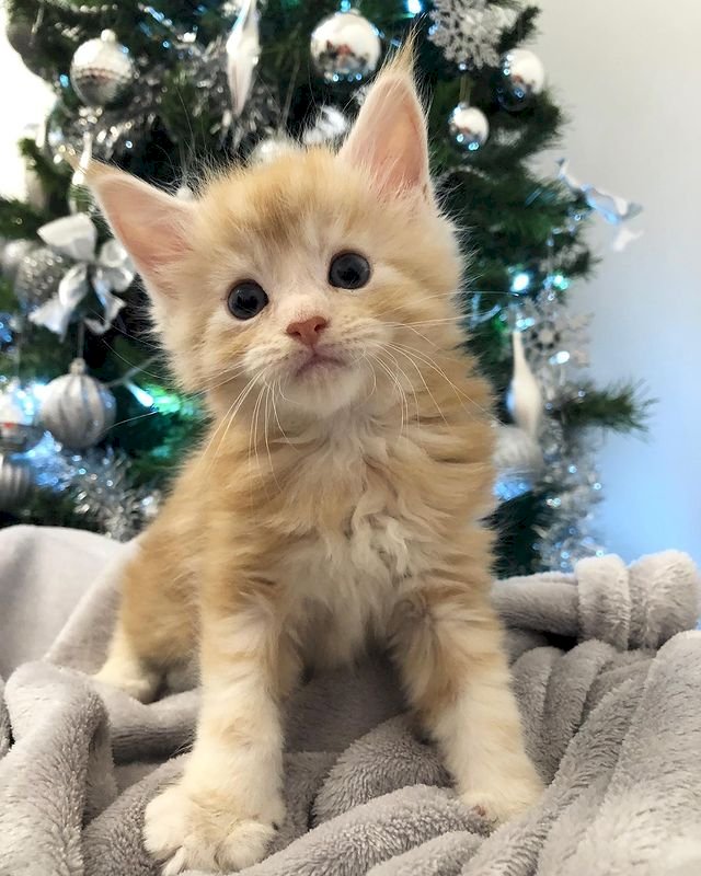 XX Beautiful Maine Coon Kittens ZZ