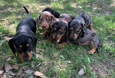 Miniature Dachshund puppies for rehoming
