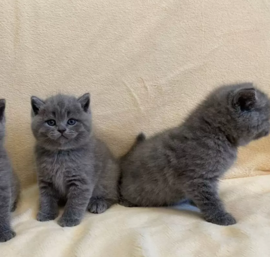 British Shorthair Kittens For Sale