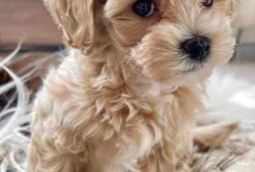 Maltipoo Puppies For Sale With Papers