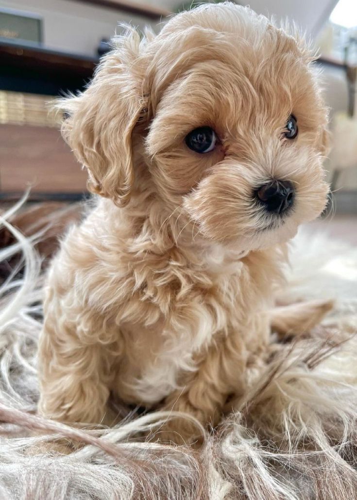 Maltipoo Puppies For Sale With Papers