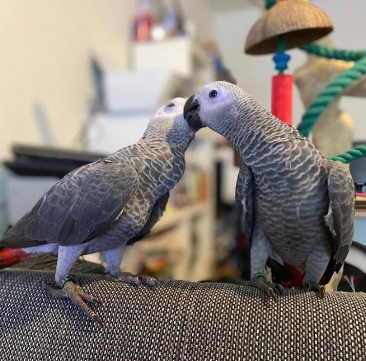 Pamfu Grey Birds For Sale