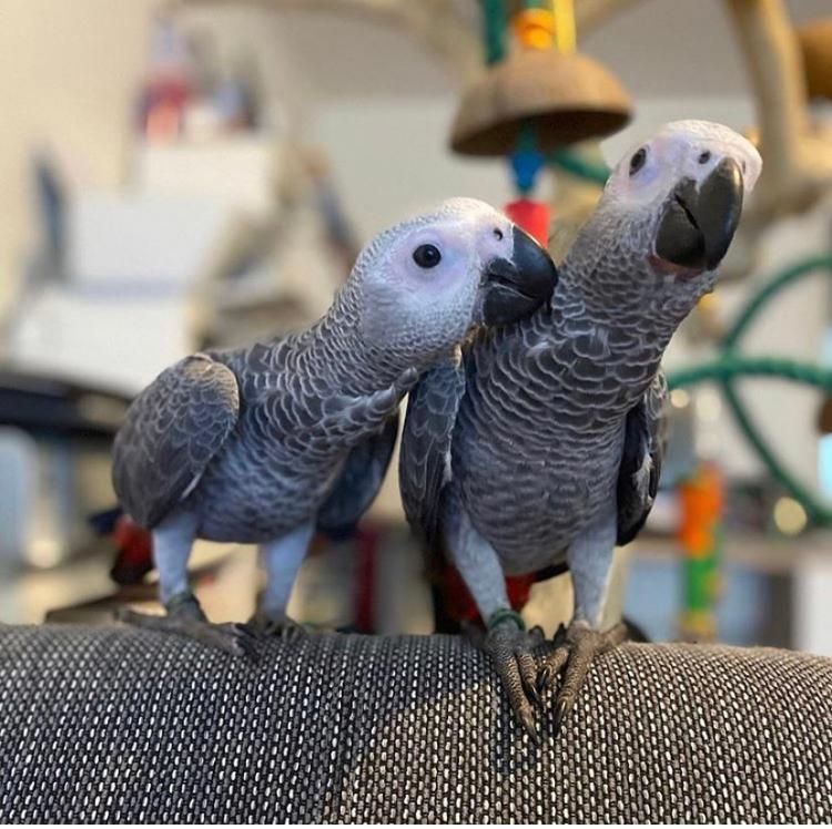 Pamfu Grey Birds For Sale
