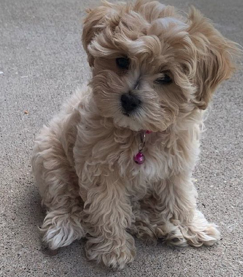 Maltipoo Puppies For Sale With Papers
