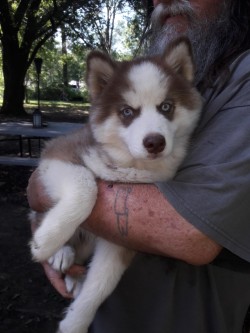 Siberian Husky Male Puppy