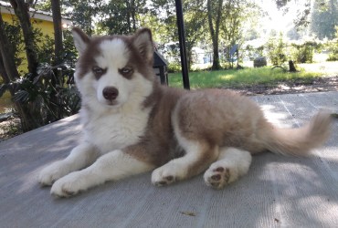 Siberian Husky Male Puppy