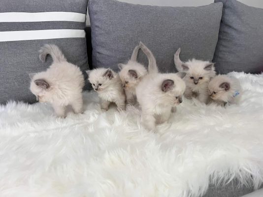 Ragdoll Kittens