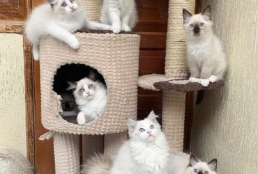 Ragdoll Kittens