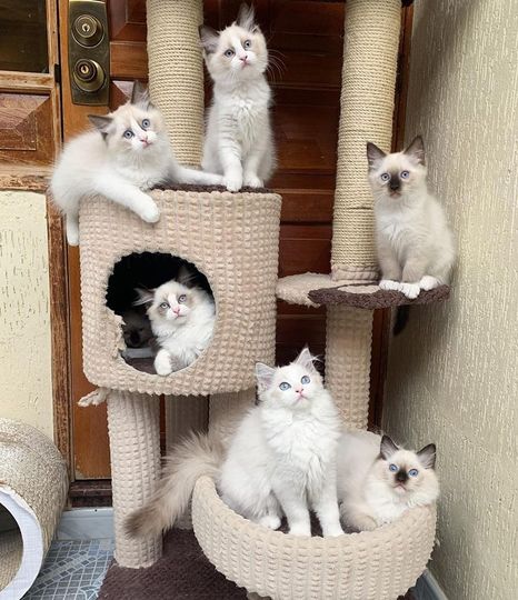 Ragdoll Kittens