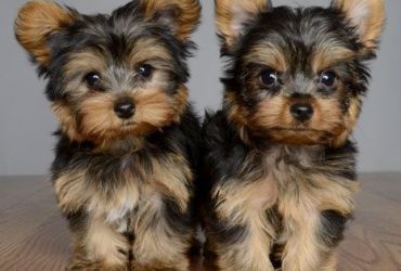 Yorkie Puppies for sale