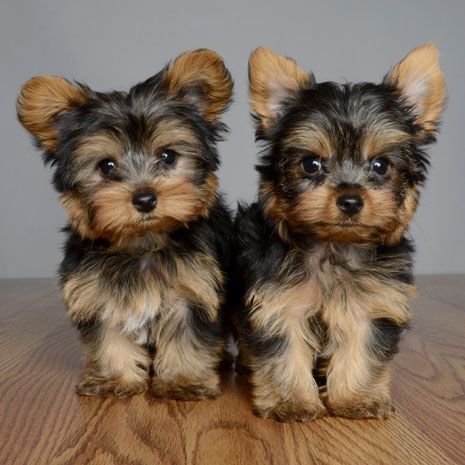 Yorkie Puppies for sale