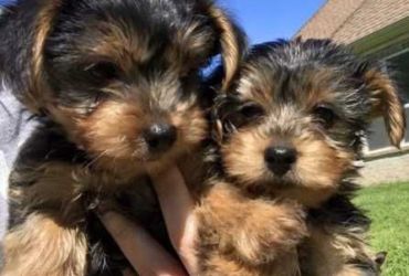 Yorkie puppies for Free Adoption