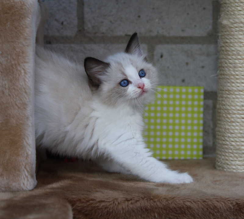 Ragdoll kittens