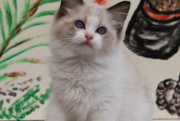 Ragdoll kittens