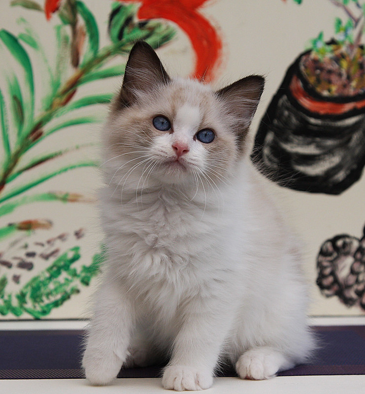 Ragdoll kittens