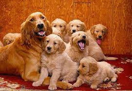 Gorgeous Golden Retriever Puppies