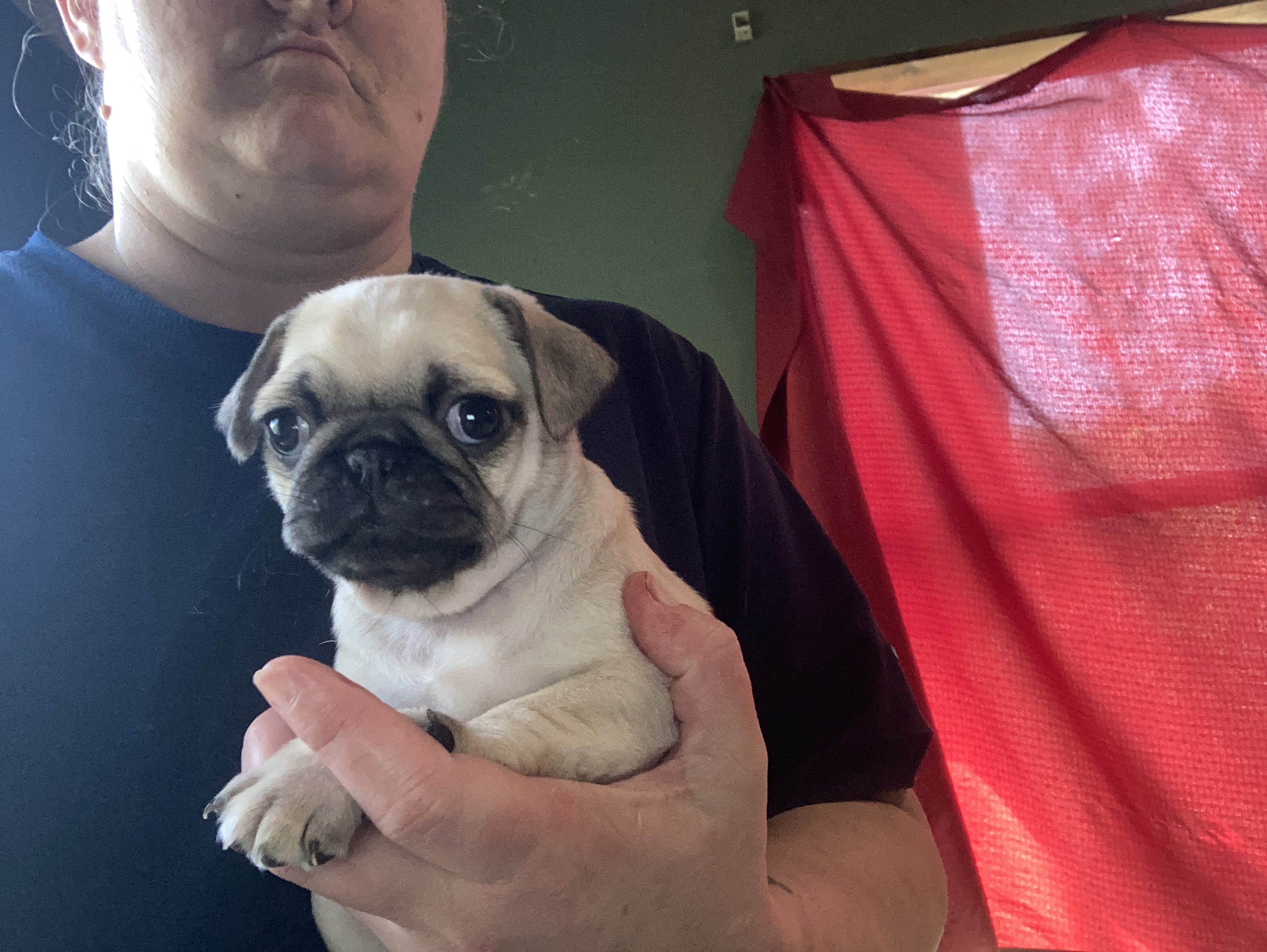 Pug Puppies for Adoption