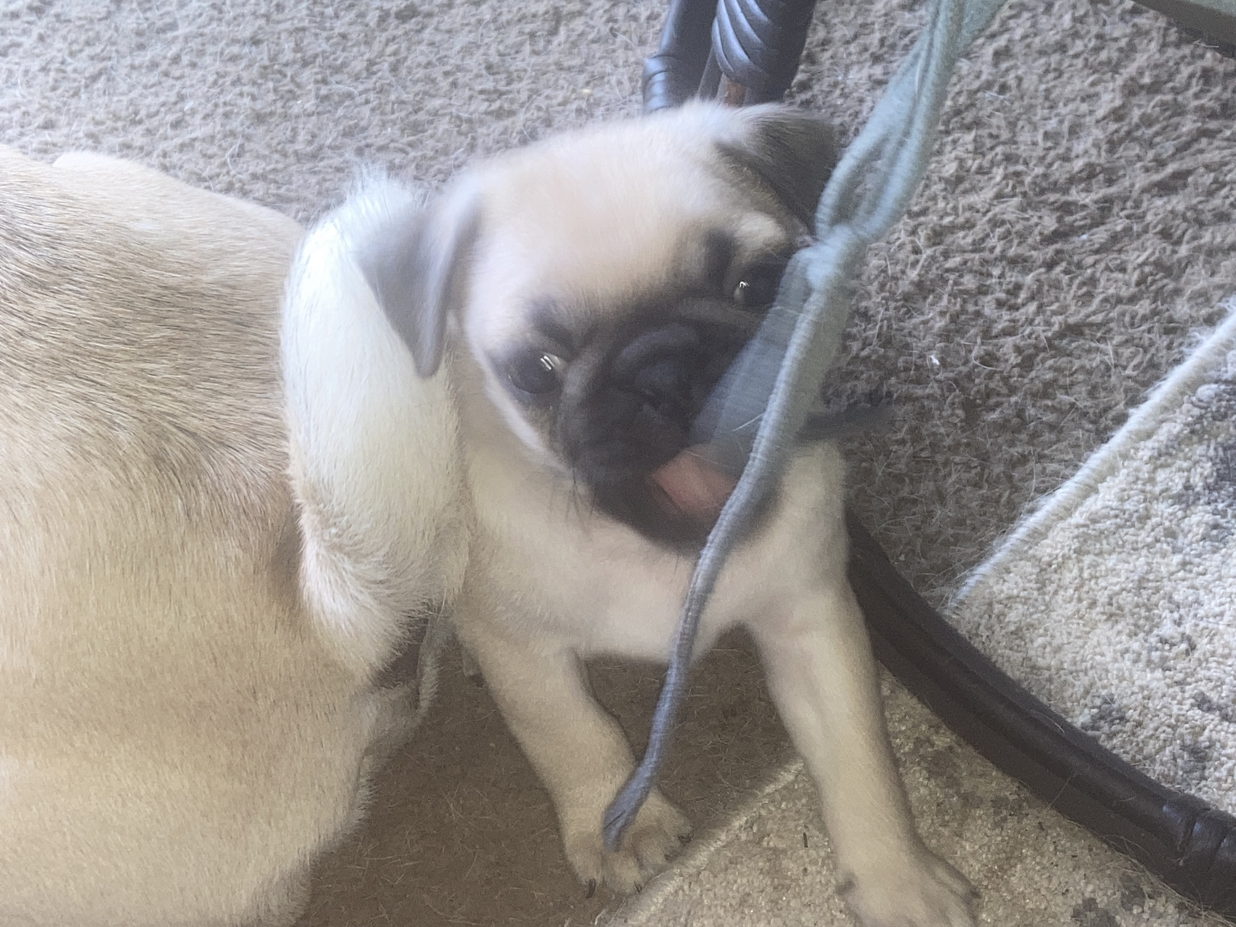 Pug Puppies for Adoption