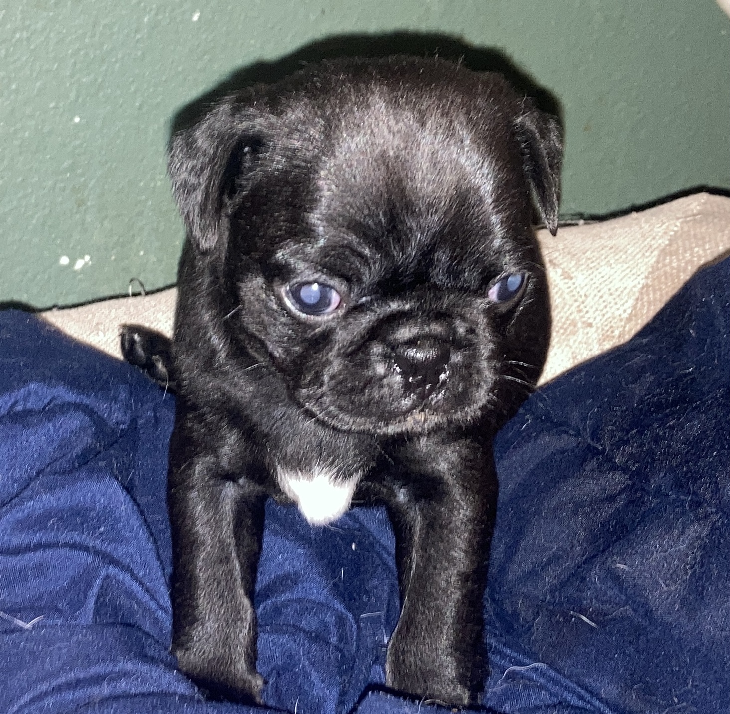 Pug Puppies for Adoption