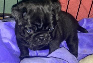 Pug Puppies for Adoption