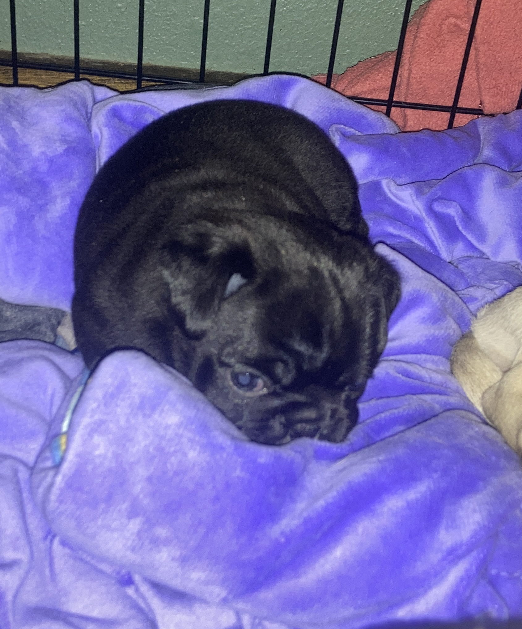 Pug Puppies for Adoption