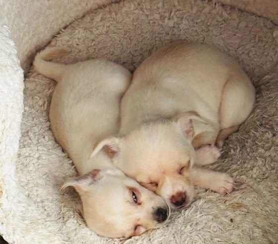 Quality Chihuahua Puppies For Sale